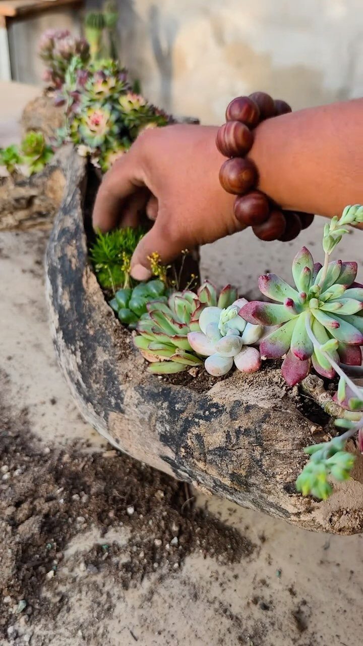 17 Recycled Art Projects for Kids and Adults to Make 3 Hand planting colorful succulents into a hollowed piece of weathered driftwood planter.