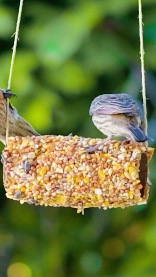 17 Recycled Art Projects for Kids and Adults to Make 5 Birdseed coated toilet paper roll bird feeder with two small birds perched on it.